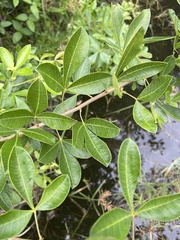 Searsia pyroides integrifolia