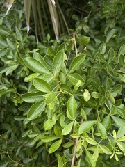 Searsia pyroides integrifolia