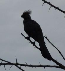 Corythaixoides concolor bechuanae
