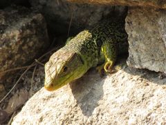 Timon lepidus ibericus