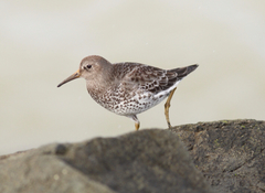 Calidris ptilocnemis