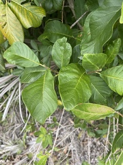 Turraea nilotica