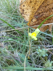 Linaria supina