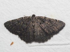Charissa obscurata