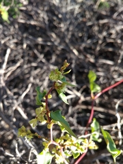 Muehlenbeckia hastulata