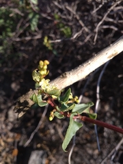 Muehlenbeckia hastulata