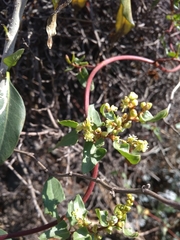 Muehlenbeckia hastulata