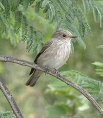 Muscicapa striata striata