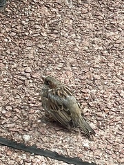 Passer domesticus