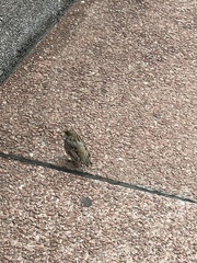 Passer domesticus