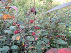 Cotoneaster uniflorus