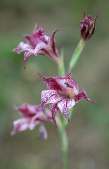 Gladiolus maculatus
