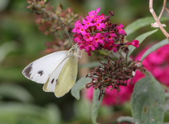 Pieris mannii