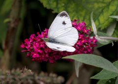 Pieris mannii