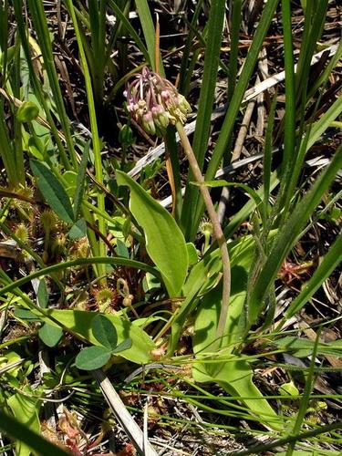 Ledebouria sandersonii image