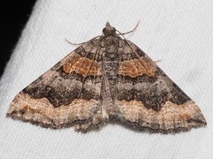 Scotopteryx coelinaria