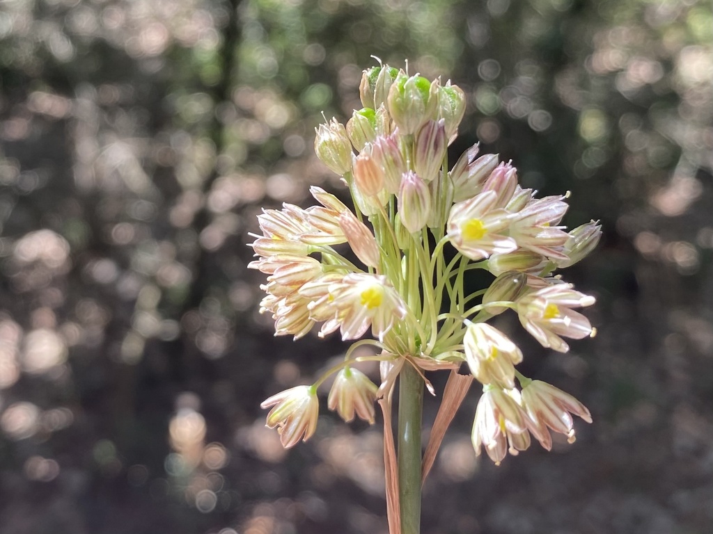 Allium oporinanthum