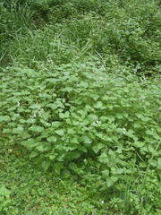 Equilabium laxiflorum