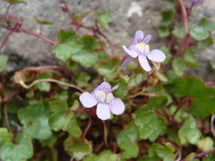 Cymbalaria muralis
