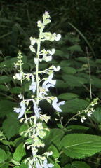 Equilabium laxiflorum