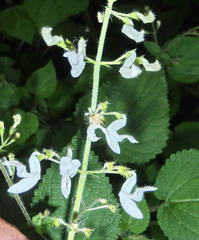 Equilabium laxiflorum