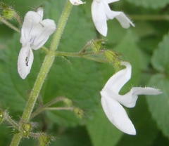 Equilabium laxiflorum