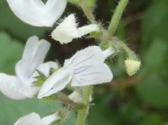 Equilabium laxiflorum