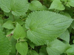 Equilabium laxiflorum