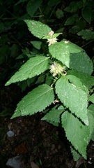 Lamium flexuosum