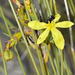 Bobartia orientalis - Photo (c) Richard Adcock,  זכויות יוצרים חלקיות (CC BY-NC), הועלה על ידי Richard Adcock