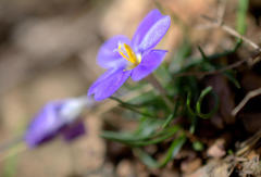 Syringodea longituba violacea
