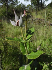 Asclepias otarioides