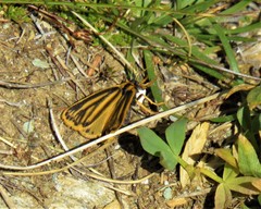 Setina aurita