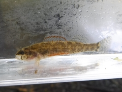 Coldwater Darter photo 3