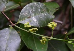 Salacia disepala