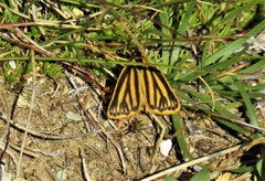 Setina aurita