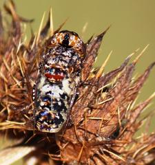 Oestrinae