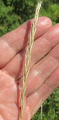 Elymus caninus