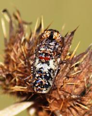 Oestrinae