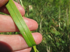 Elymus caninus