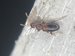 Vacusus vicinus