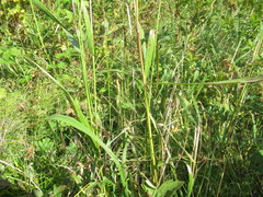 Elymus caninus