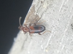 Vacusus vicinus