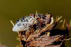 Oestrinae