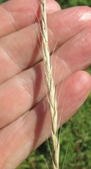 Elymus caninus