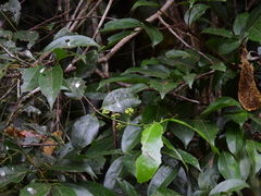 Salacia disepala
