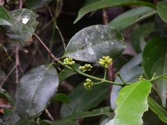 Salacia disepala