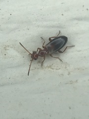 Ischyropalpus nitidulus