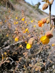 Hermannia multiflora