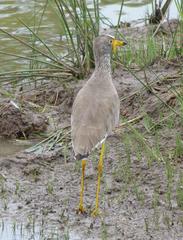 Vanellus senegallus lateralis